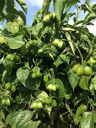 Healthy Sacha Inchi seedlings in nursery stage